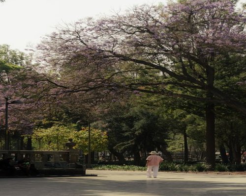 calm walk through a city park in Mexico City